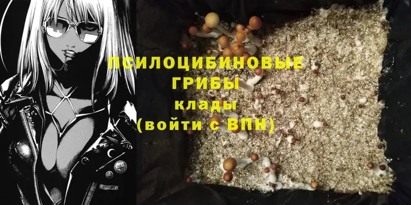 Галлюциногенные грибы Psilocybine cubensis  площадка Telegram  Камбарка 